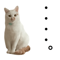 [LINEスタンプ] 白猫っぽい猫