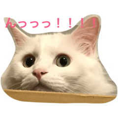 [LINEスタンプ] 白ネコゆらぎの日常だよ！！