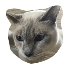 [LINEスタンプ] mycat s