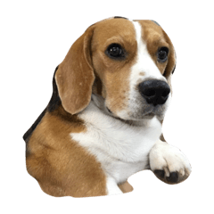[LINEスタンプ] Bogy