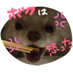うちのペット①