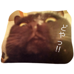 [LINEスタンプ] 黒猫#チャム