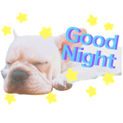 [LINEスタンプ] ブルドッグちゃん16