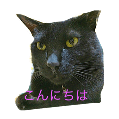 [LINEスタンプ] 黒猫ラカさんの顔芸