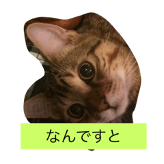 [LINEスタンプ] おれさま