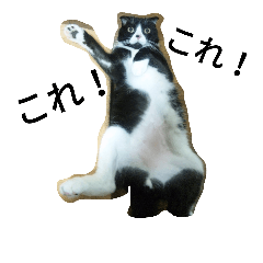 [LINEスタンプ] ハチワレにゃんこの はむちこ