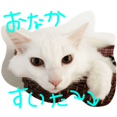 [LINEスタンプ] ちゃーみー