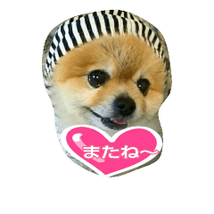 [LINEスタンプ] pomeranian,shin