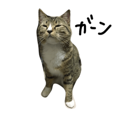 [LINEスタンプ] ねこのたび