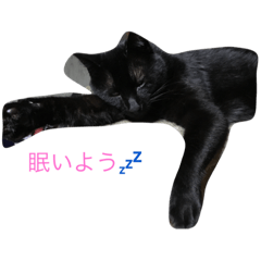 [LINEスタンプ] reo cat