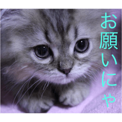 [LINEスタンプ] ペルシャのぐる吉くん