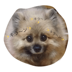 [LINEスタンプ] ポメラニアンのプリンちゃん