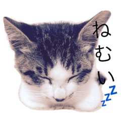 [LINEスタンプ] うちのおねこたち