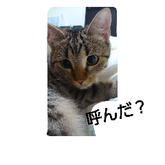 [LINEスタンプ] my cats 3 <3