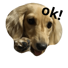 [LINEスタンプ] ダックス犬むぎの日常スタンプ