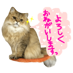 [LINEスタンプ] チンチラ猫のショコラ 写真