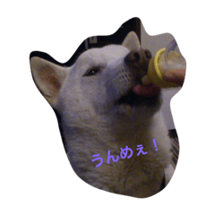 [LINEスタンプ] 保護っ子スタンプ②