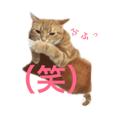 [LINEスタンプ] ucino neko 2hiki  2