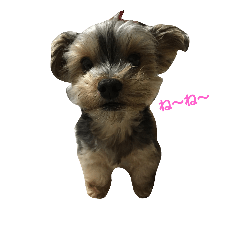 [LINEスタンプ] ヨキ助