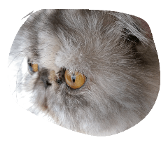 [LINEスタンプ] popycat