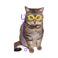 [LINEスタンプ] しらすともっぴとうに