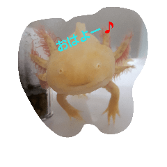 [LINEスタンプ] うぱこ