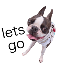 [LINEスタンプ] ボストンテリア こたろおさん