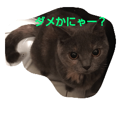 [LINEスタンプ] nekonokone