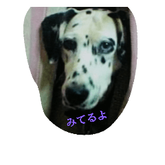 [LINEスタンプ] しゅっぽ