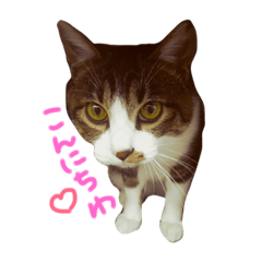 [LINEスタンプ] こなさん。