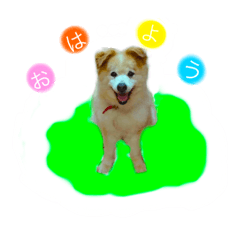 [LINEスタンプ] ミックス犬ももの日常