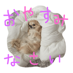 [LINEスタンプ] ロングコートチワワももちゃん