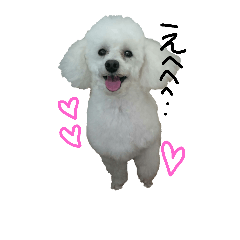 [LINEスタンプ] 白プー♡