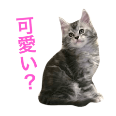 [LINEスタンプ] ひなた＆みかんと猫友会の仲間たち