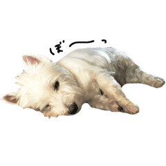 [LINEスタンプ] ウエスティのポロ2