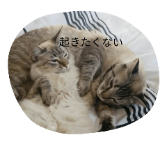 [LINEスタンプ] minaminokogeneko
