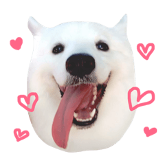 [LINEスタンプ] Udon the Wicked Dog 2