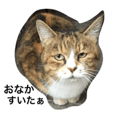 [LINEスタンプ] ねこのタマ