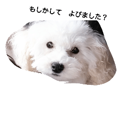 [LINEスタンプ] 白と黒の犬(リッチおもちぃ)
