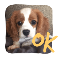 [LINEスタンプ] キャバリア sticker