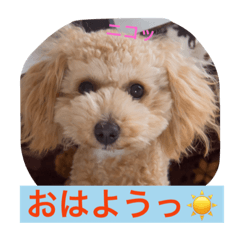 [LINEスタンプ] あいどる Peco part.2