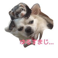 [LINEスタンプ] フェレットとチワワの日常のぼやき