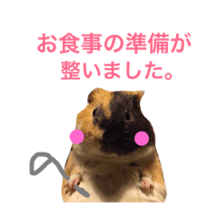 [LINEスタンプ] うちのモルモット達 1