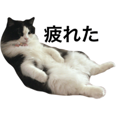 [LINEスタンプ] ハチワレ猫の影ちゃん