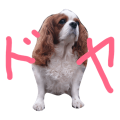 [LINEスタンプ] ティアラちゃん