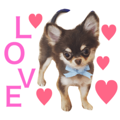 [LINEスタンプ] チワワのマロくん