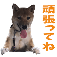 [LINEスタンプ] しば犬のそらちゃん♡