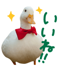 [LINEスタンプ] ぴよと仲間たち