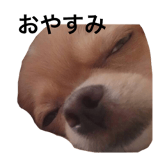 [LINEスタンプ] りりぃ  と  こたろうた