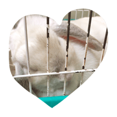[LINEスタンプ] うさぎととりです